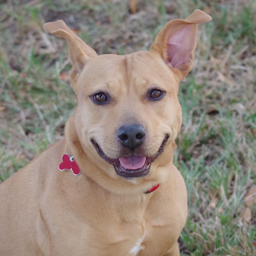 Hailey, an adoptable Terrier in Miami, FL, 33176 | Photo Image 5