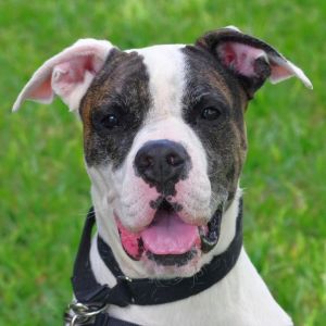Hi my name is Sugar I came to PAWS4you as a stray Im as sweet as my name Im friendly