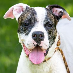Hi my name is Sugar I was found as a stray Im as sweet as my name Im a friendly