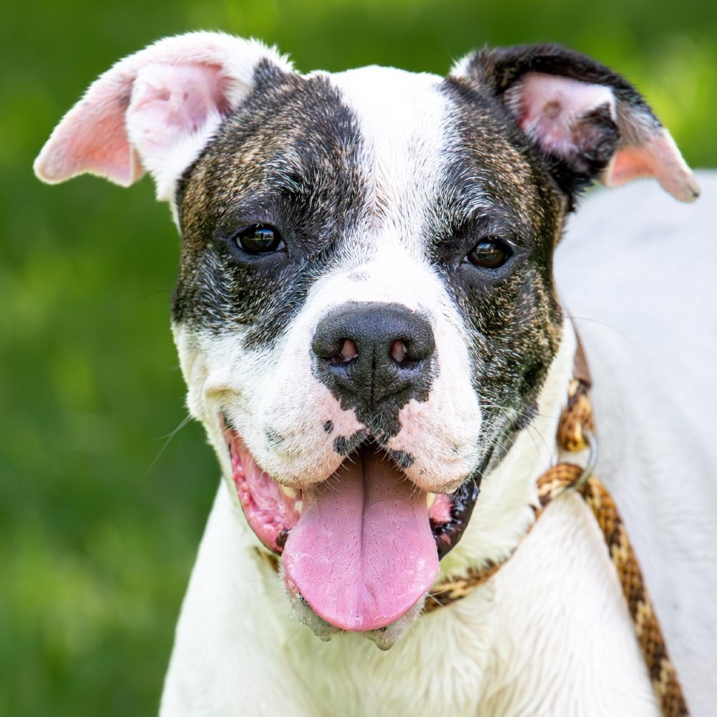 Sugar, an adoptable Boxer in Miami, FL, 33176 | Photo Image 1