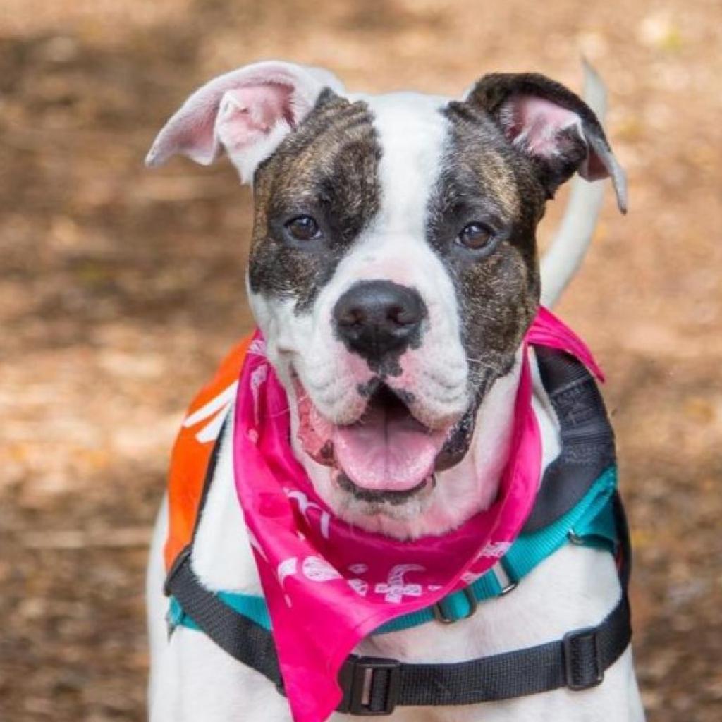 Sugar, an adoptable Boxer in Miami, FL, 33176 | Photo Image 2