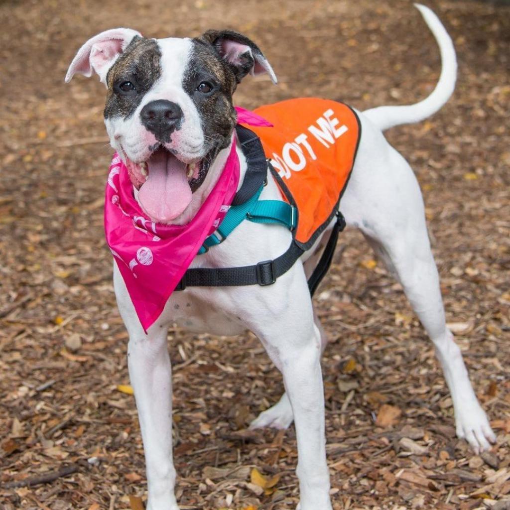 Sugar, an adoptable Boxer in Miami, FL, 33176 | Photo Image 4