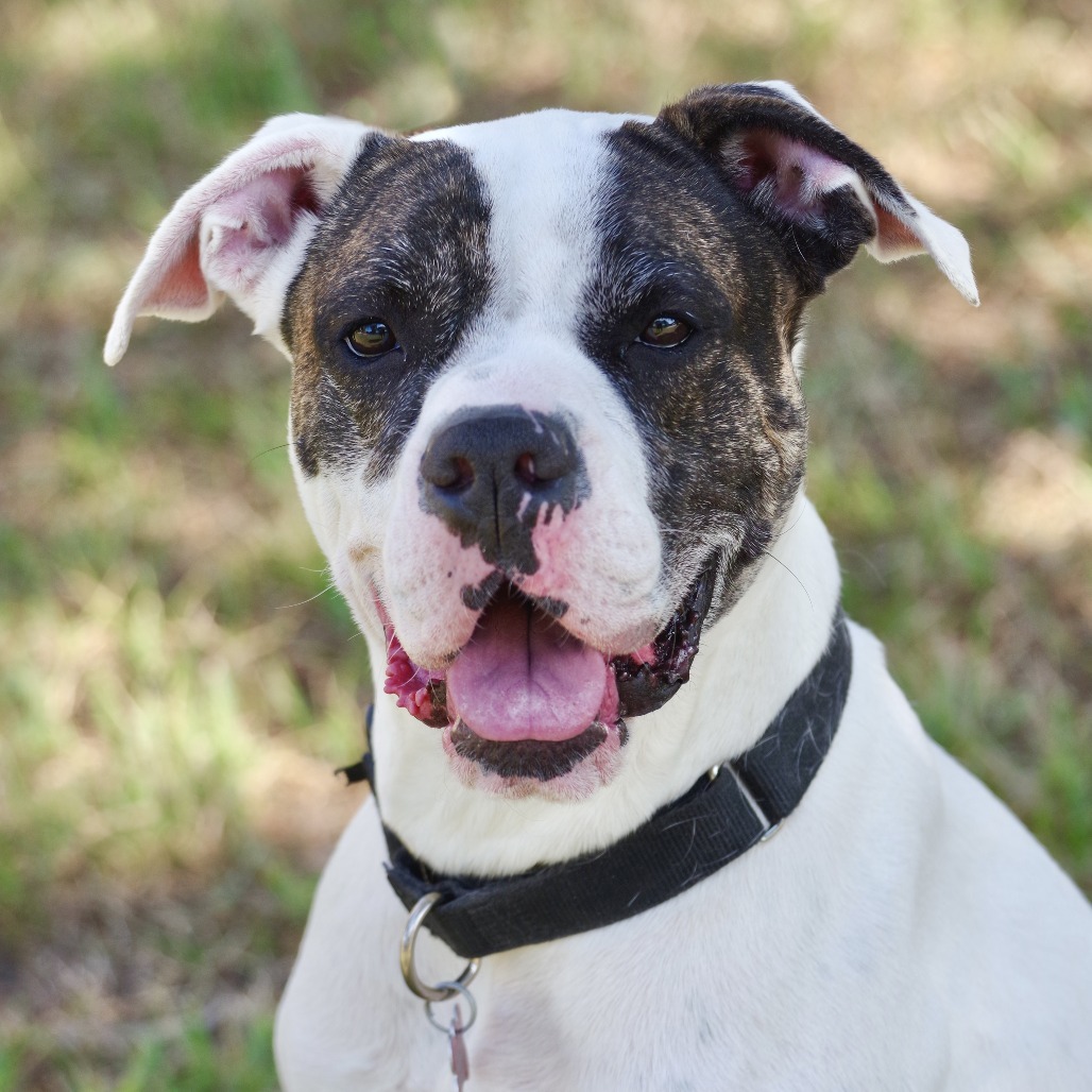 Sugar, an adoptable Boxer in Miami, FL, 33176 | Photo Image 5