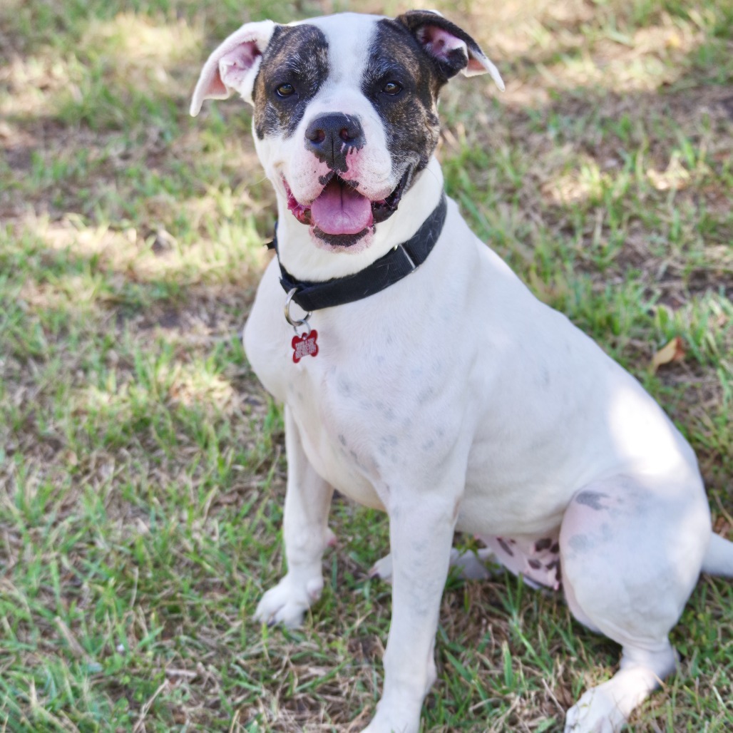 Sugar, an adoptable Boxer in Miami, FL, 33176 | Photo Image 6