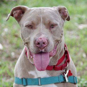 Hi my name is Noodle I was found as a stray I am a sweet happy pup I am friendly