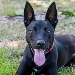 Puppy Piper Labrador Retriever Dog