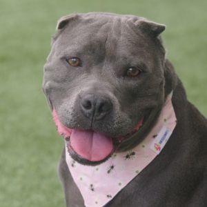 Hi my name is Baby I was found as a stray I am the sweetest girl I may look a