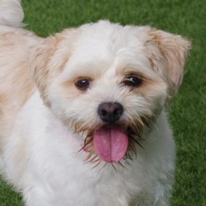 Hi my name is Alfredo I am a playful pup I love playing with toys and chasing tennis balls I