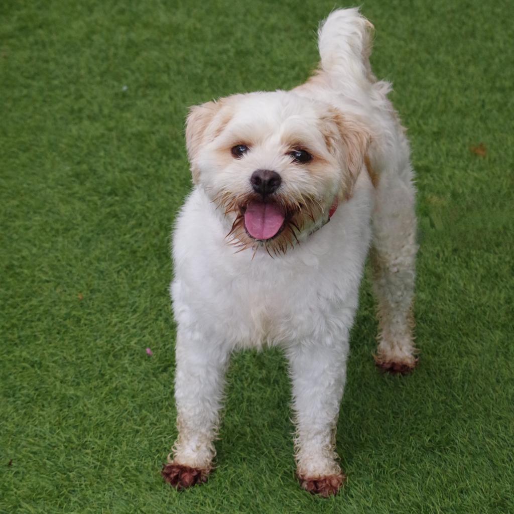 Alfredo, an adoptable Maltese, Lhasa Apso in Miami, FL, 33176 | Photo Image 2