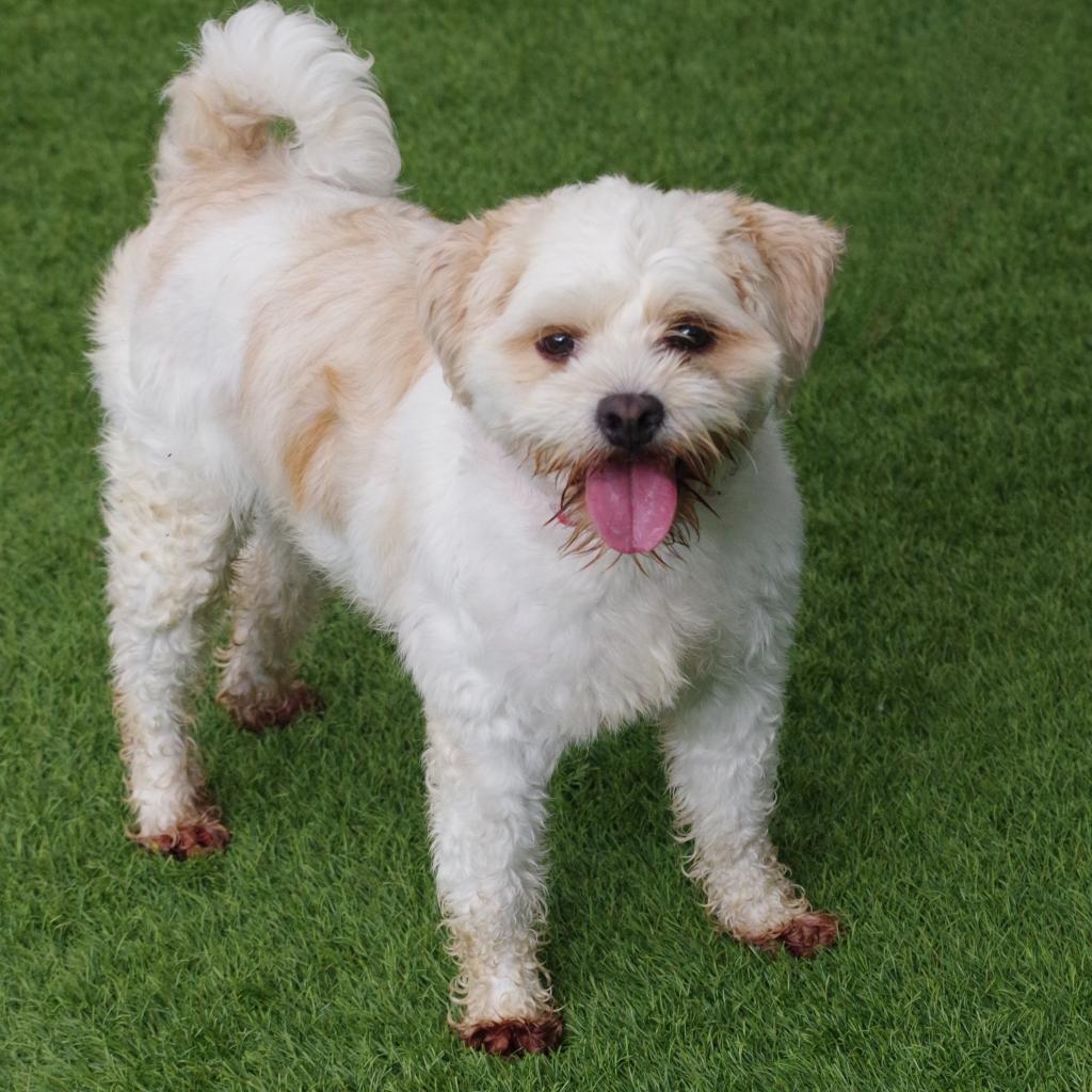 Alfredo, an adoptable Maltese, Lhasa Apso in Miami, FL, 33176 | Photo Image 3