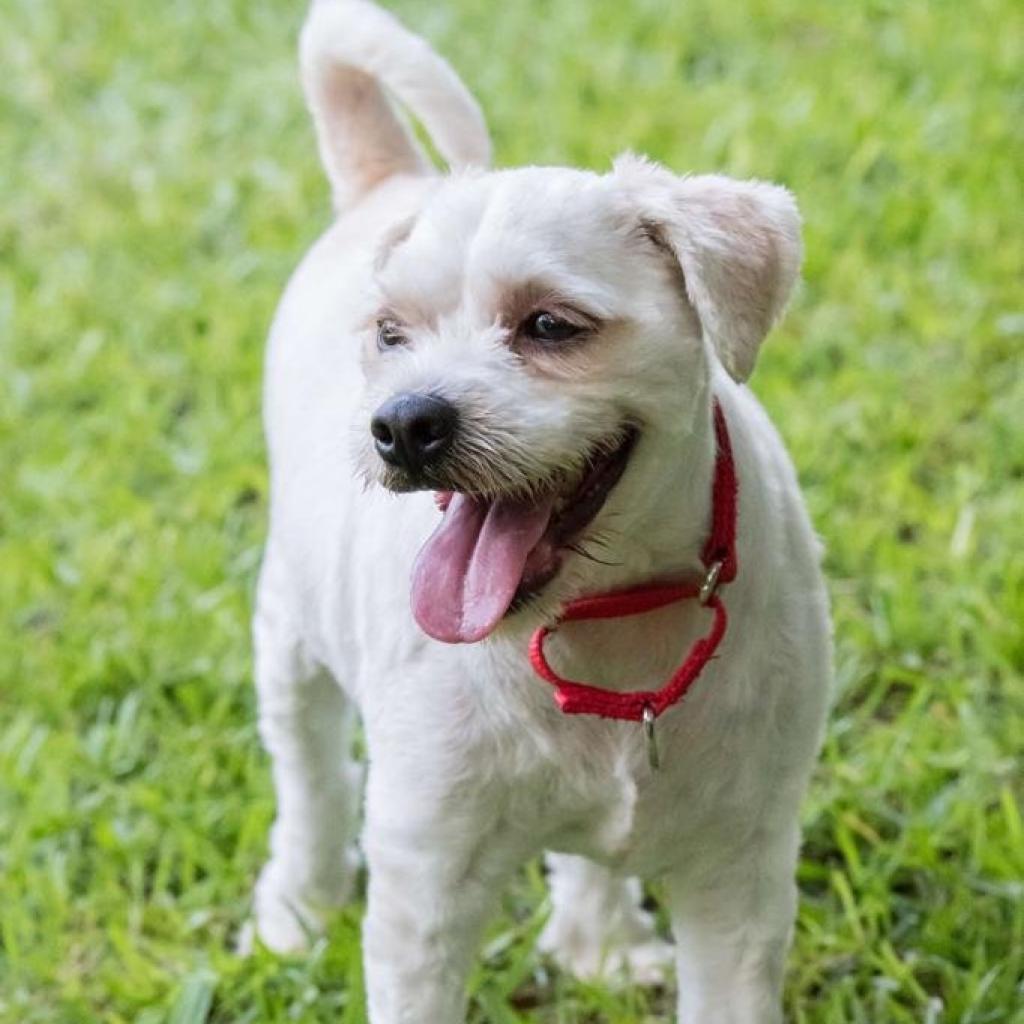 Alfredo, an adoptable Maltese, Lhasa Apso in Miami, FL, 33176 | Photo Image 4