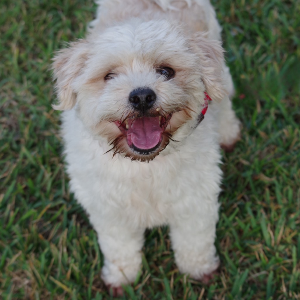 Alfredo, an adoptable Maltese, Lhasa Apso in Miami, FL, 33176 | Photo Image 4