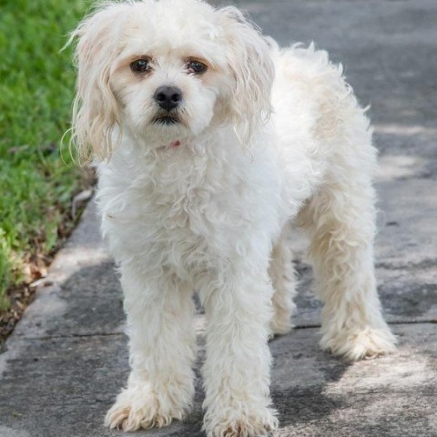 Alfredo, an adoptable Maltese, Lhasa Apso in Miami, FL, 33176 | Photo Image 5