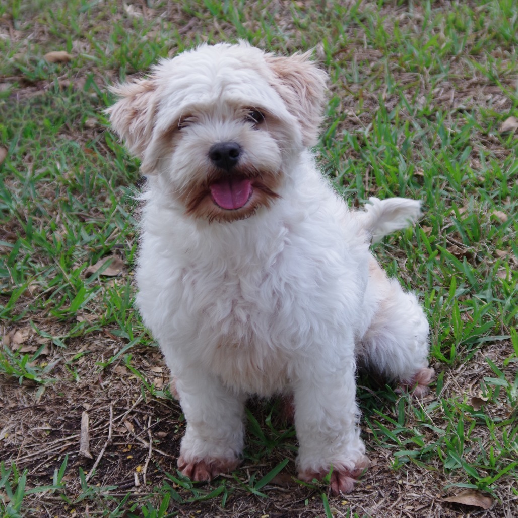 Alfredo, an adoptable Maltese, Lhasa Apso in Miami, FL, 33176 | Photo Image 5