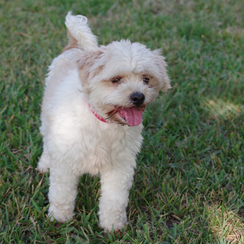 Alfredo, an adoptable Maltese, Lhasa Apso in Miami, FL, 33176 | Photo Image 6