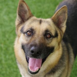 Hi my name is Nena A nice man found me as a stray and brought me to PAWS4you Im a