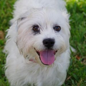 Snoopy Terrier Dog