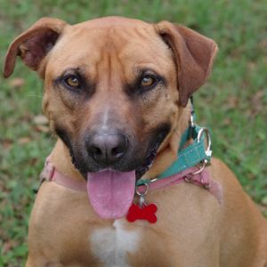 Hi my name is Jerry I came all the way from South Carolina with my two puppies I am a