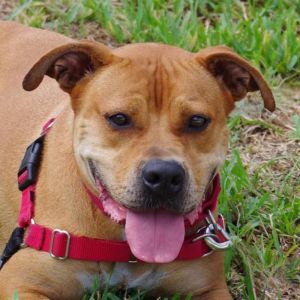 Hi my name is Dante I came to PAWS4you from the Humane Society in another state I am a handsome