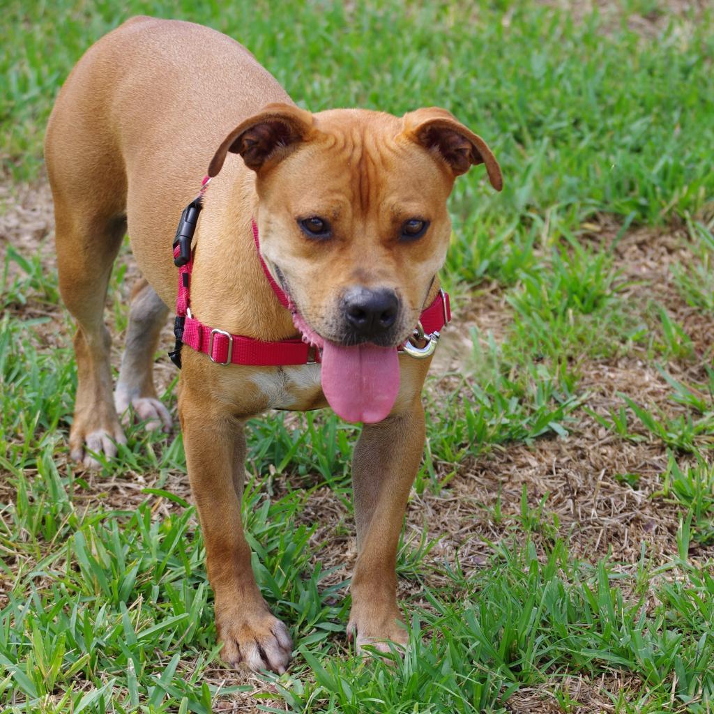 Dante, an adoptable Terrier in Miami, FL, 33176 | Photo Image 3