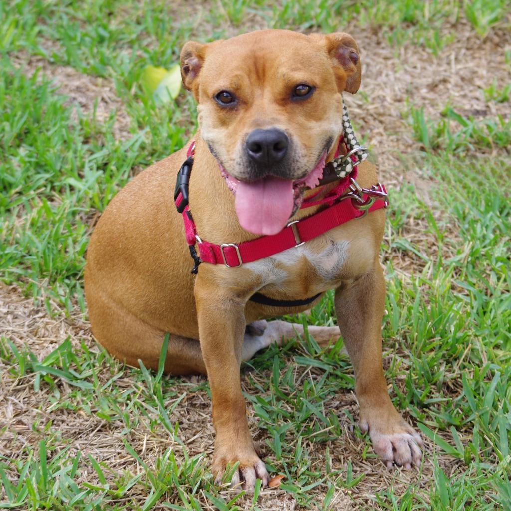 Dante, an adoptable Terrier in Miami, FL, 33176 | Photo Image 4
