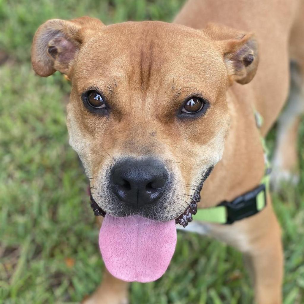 Dante, an adoptable Terrier in Miami, FL, 33176 | Photo Image 6