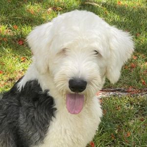 Bishop Old English Sheepdog Dog