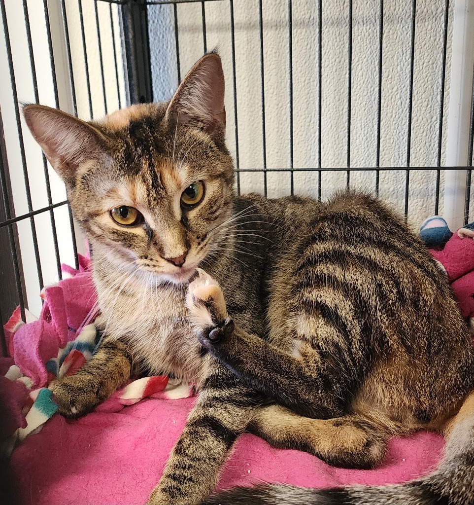 Cristalina, an adoptable Domestic Short Hair in Saginaw, MI, 48604 | Photo Image 1