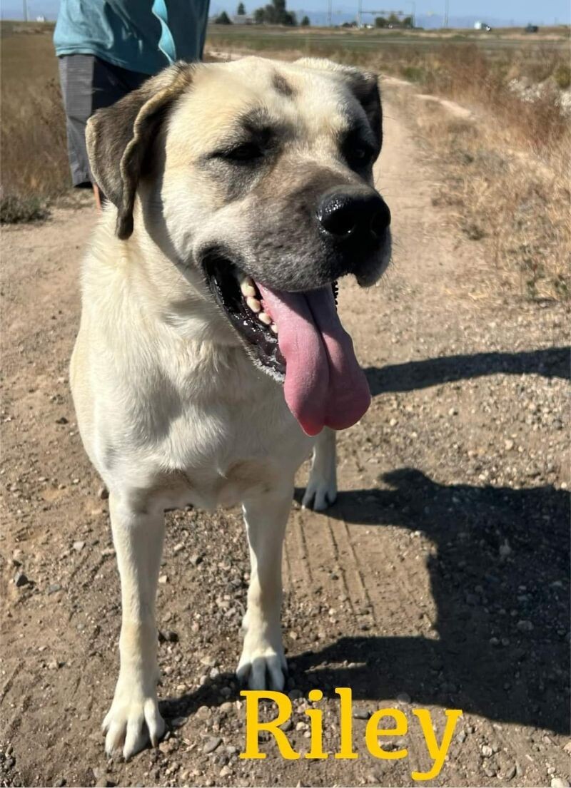 Riley, an adoptable Mastiff, Husky in Windsor, CO, 80550 | Photo Image 2