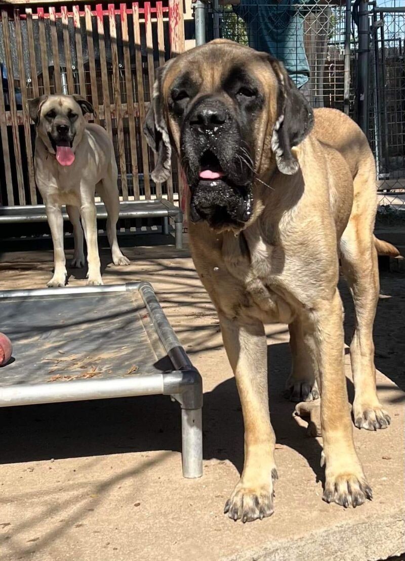 Riley, an adoptable Mastiff, Husky in Windsor, CO, 80550 | Photo Image 3