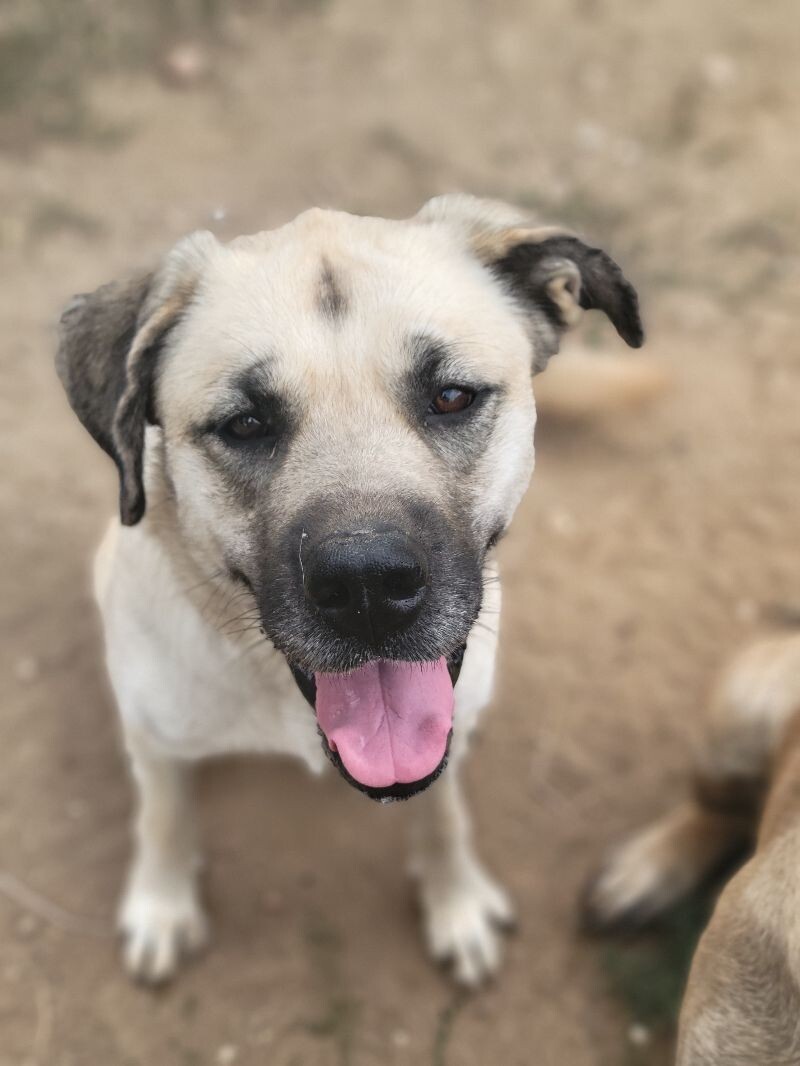 Riley, an adoptable Mastiff, Husky in Windsor, CO, 80550 | Photo Image 3