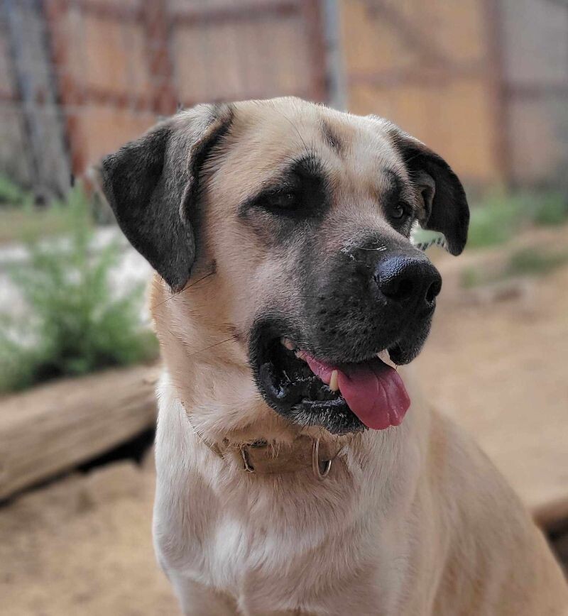 Riley, an adoptable Mastiff, Husky in Windsor, CO, 80550 | Photo Image 4