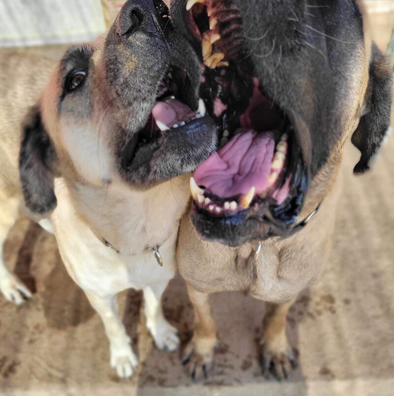 Riley, an adoptable Mastiff, Husky in Windsor, CO, 80550 | Photo Image 6