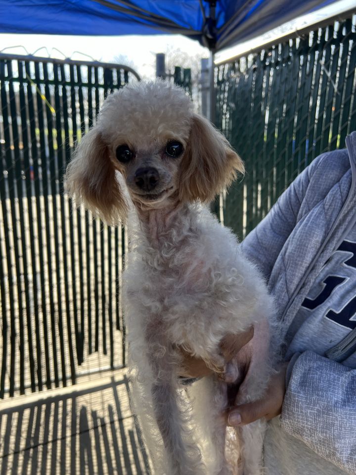 Dog for adoption Lovey a Miniature Poodle in Walnut Creek CA Petfinder