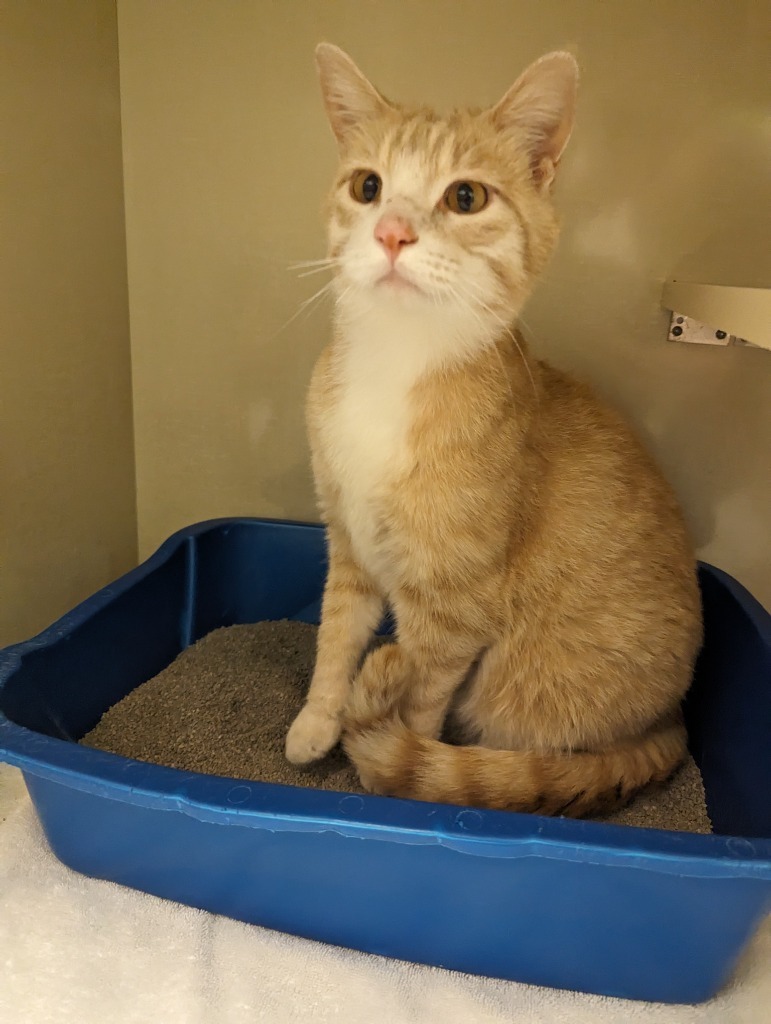 Theo Tostitos, an adoptable Domestic Short Hair in Winnipeg, MB, R3H 0M1 | Photo Image 2