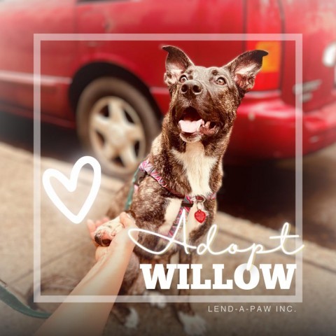 Willow 1