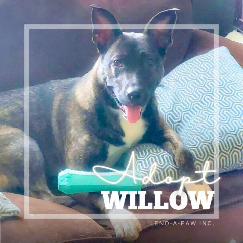 Willow 2