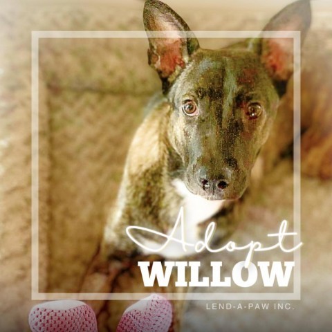 Willow 3