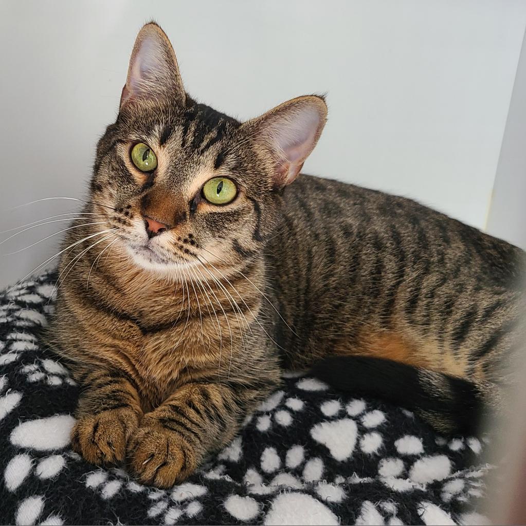 Shasa Houston, an adoptable Domestic Short Hair in Denver, CO, 80223 | Photo Image 1