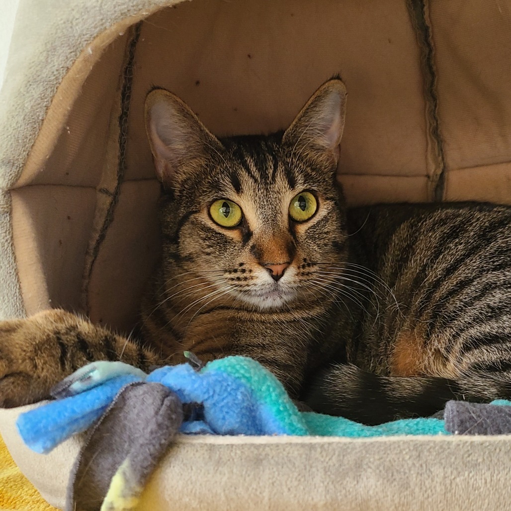 Shasa Houston, an adoptable Domestic Short Hair in Denver, CO, 80223 | Photo Image 1