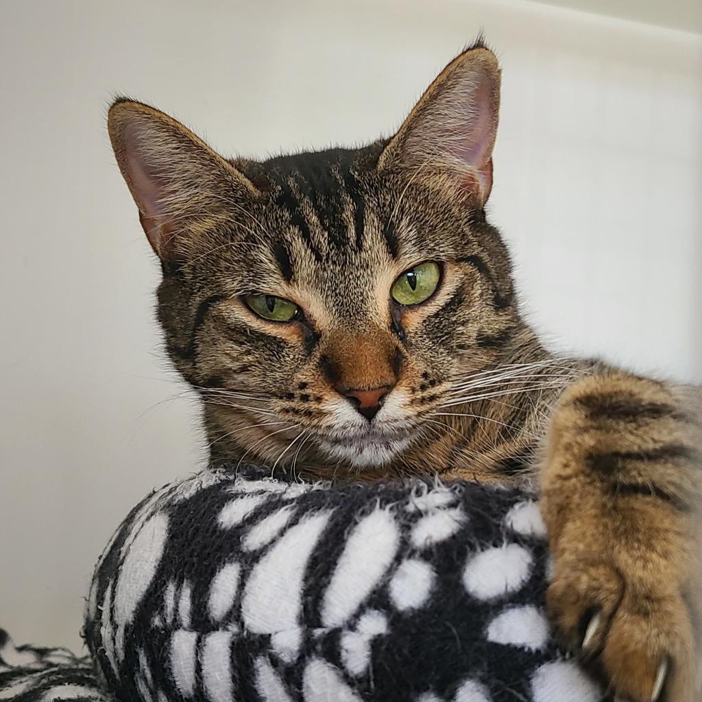 Shasa Houston, an adoptable Domestic Short Hair in Denver, CO, 80223 | Photo Image 3