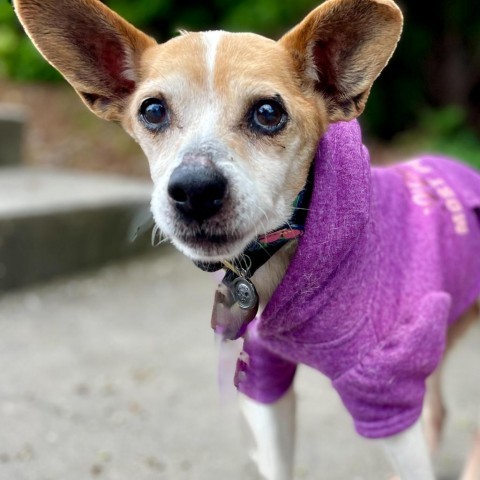 Dog for adoption - Carnie, a Jack Russell Terrier in Rocky Mount, VA ...