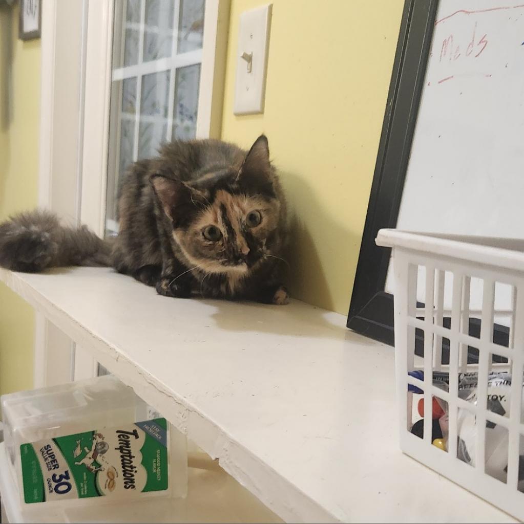 Annabel Lee, an adoptable Domestic Short Hair in Tanner, AL, 35671 | Photo Image 1