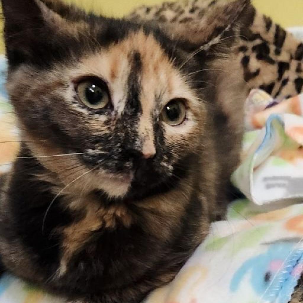 Annabel Lee, an adoptable Domestic Short Hair in Tanner, AL, 35671 | Photo Image 4