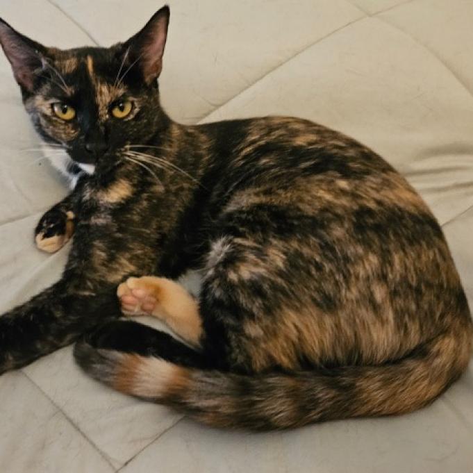 Lenore, an adoptable Domestic Short Hair in Tanner, AL, 35671 | Photo Image 1