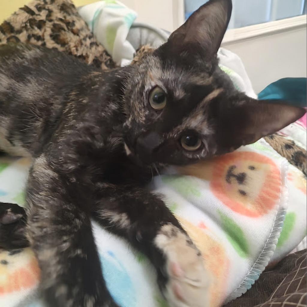 Lenore, an adoptable Domestic Short Hair in Tanner, AL, 35671 | Photo Image 2