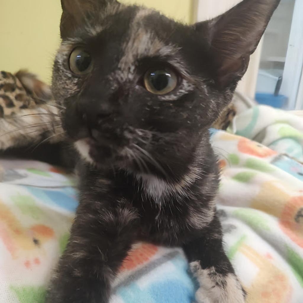 Lenore, an adoptable Domestic Short Hair in Tanner, AL, 35671 | Photo Image 3