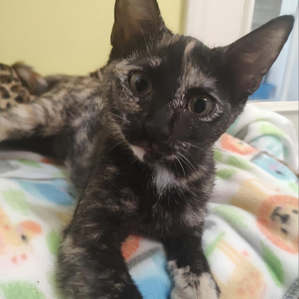 Lenore, an adoptable Domestic Short Hair in Tanner, AL, 35671 | Photo Image 4