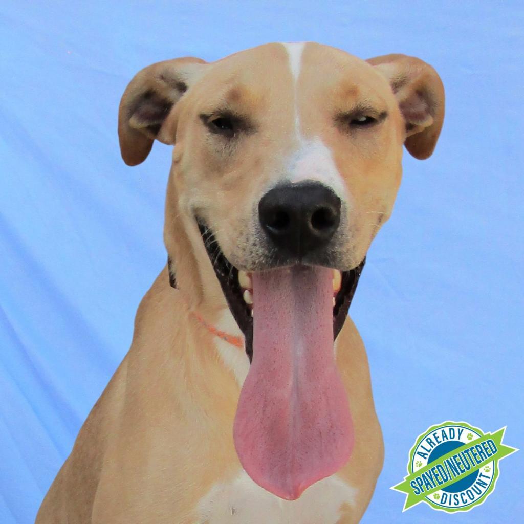 Bonnie, an adoptable Mixed Breed in Las Cruces, NM, 88012 | Photo Image 1