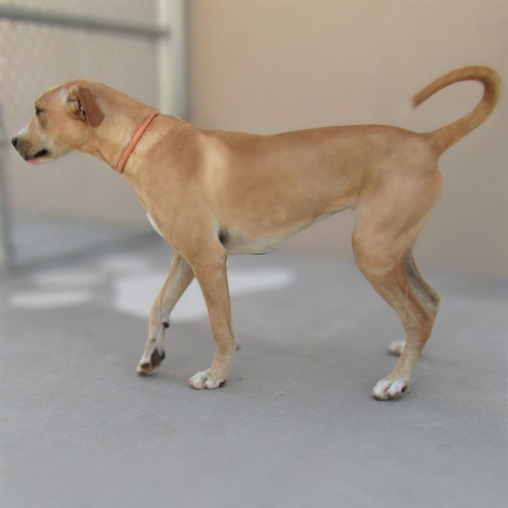 Bonnie, an adoptable Mixed Breed in Las Cruces, NM, 88012 | Photo Image 2